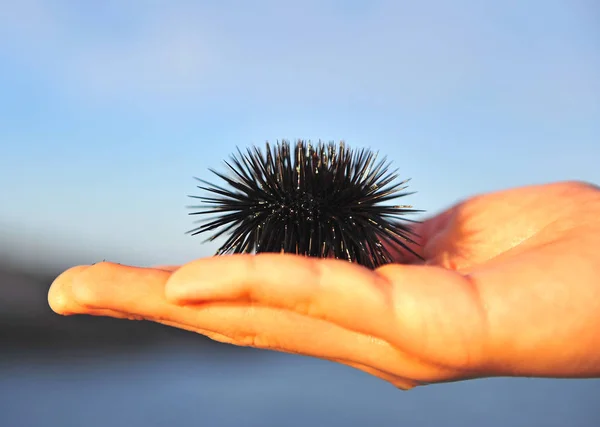 Sea hedgehog in human's hand background