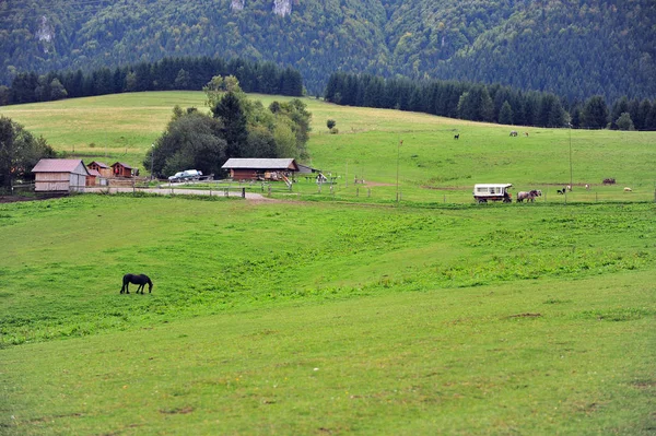 Paesaggio Pasquale Con Cavalli Nel Parco Nazionale Low Tatra Slovacchia — Foto Stock