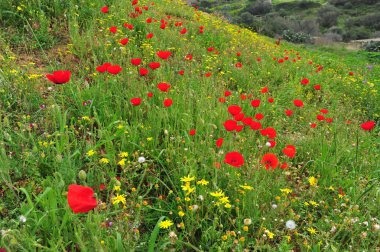 Güzel ciğeri alan yaz haşhaş çiçekleri ile
