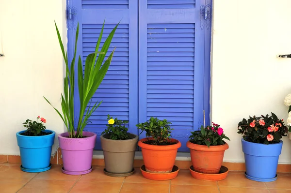 Beautiful flower pots with plants in front of white wall and window