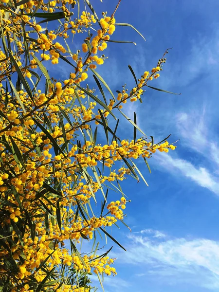 Yellow flowers of mimosa — Stock Photo, Image