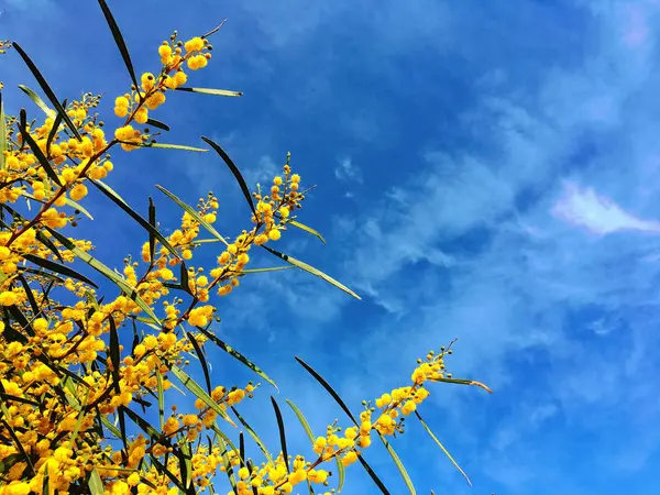 Mimosa flowers and blue sky — Stock Photo, Image