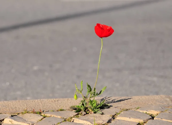 Poppy flower on the asphalt road