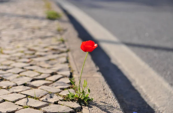 Poppy flower with highway on background