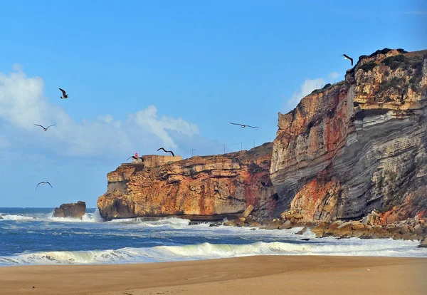 Gaviotas en la playa de Nazare — Foto de Stock