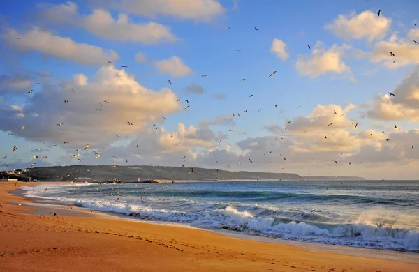 Flying birds on sunset, sand beach of Nazare