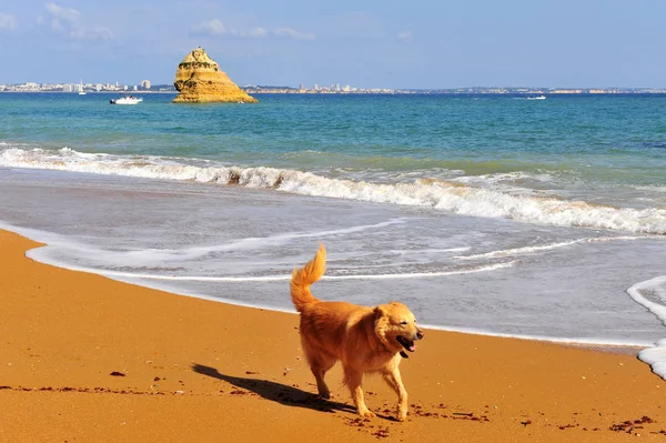 Hund på stranden i Lagos, Algarve — Stockfoto