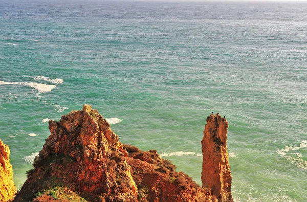 Trois WIldbirds assis sur des falaises marines, Portugal — Photo