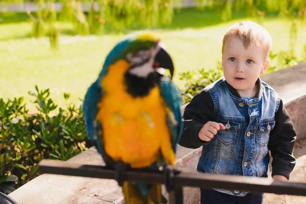 Küçük Avrupalı bir çocuk lunaparktaki papağana şaşırmış görünüyor.