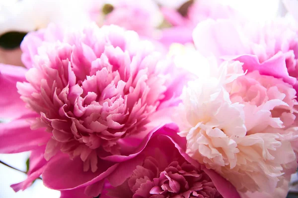 Білі та рожеві півонії у вазі на столі. Великі квіти, вирощені на вашому домашньому газоні — стокове фото