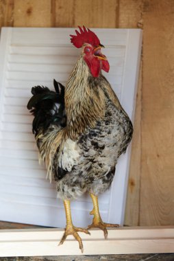 Köyün ahırındaki güzel horoz. Tarım, ev, kümes hayvanları, çalar saat.