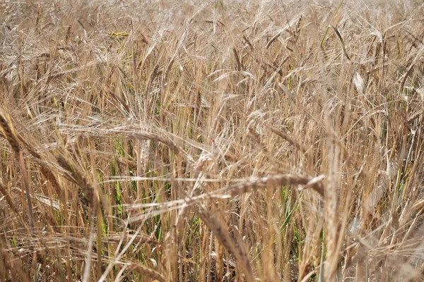 Uszy pszenicy zbliżenie na dużym polu zasianym. Rolnictwo i rolnictwo — Zdjęcie stockowe