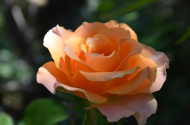 portakal bahçesi güneşte yükseldi