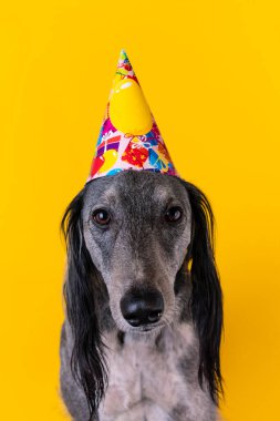 Sarı arka planda izole edilmiş bir doğum günü partisi şapkası takan sevimli tazı.