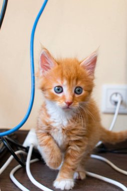 Mavi gözlü kızıl kedi yavrusu tellerin arasına giriyor. Yakın çekim, yumuşak ışık