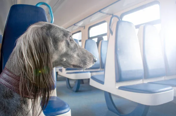 Yolcu vagonunda mavi koltuklar. Köpek pencereden dışarı bakar ve büyük yolculuğu düşünür. Parlak güneş pencereden parlıyor. insanlar olmadan