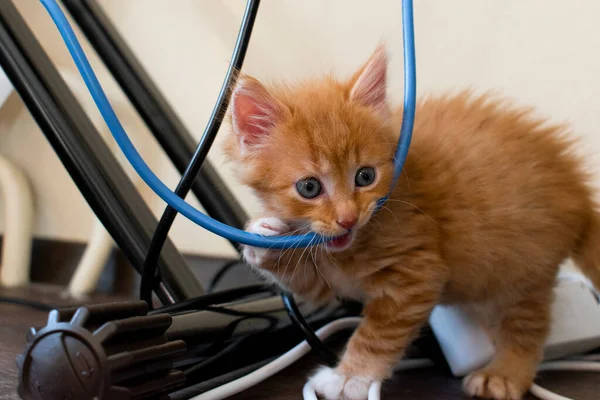 Zencefilli kedi yavrusu tellerin arasında duruyor ve birini ısırıyor. Yakın çekim, yumuşak ışık.