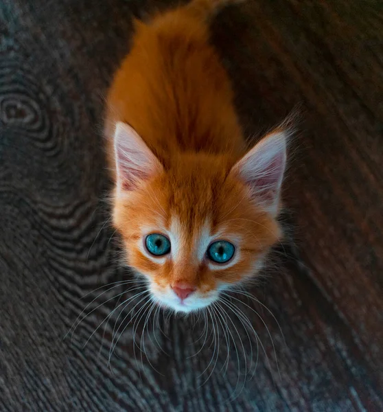 Ahşap Arka Planda Kızıl Kedi Aşağıdan Yukarıya Kameraya Bakıyor — Stok fotoğraf