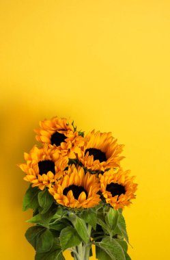 Sarı arka planda ayçiçekleri. Uzayı kopyala Parlak ve zengin renkler.