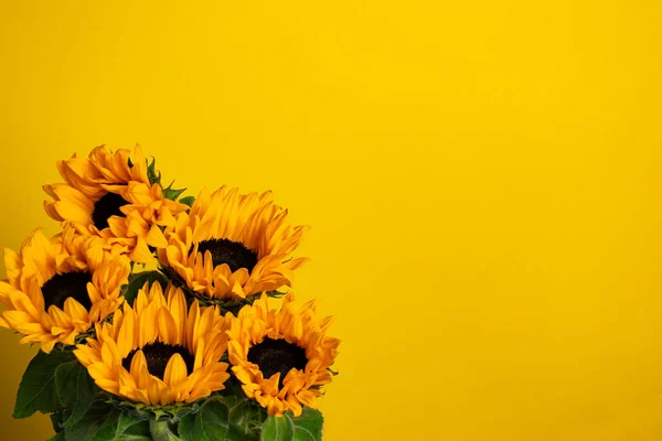 Sonnenblumen Auf Gelbem Hintergrund Kopierraum — Stockfoto