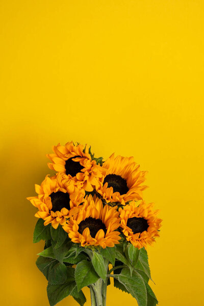 Sunflowers on a yellow background. Copy space