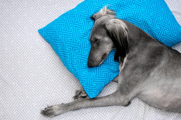 Greyhound köpeği mavi yastıkta uyur. Yukarıdan görüntüle.