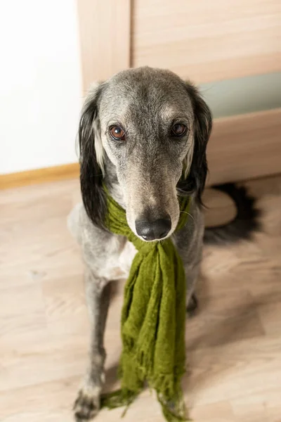 一只披着绿色围巾的迷人的灰色猎犬坐在那里 用忧伤的眼睛看着你 — 图库照片