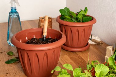 Ev bitkisini naklediyorum. Ahşap bir masada iki tencere ve bir sprey var. Kılıç toprakta.