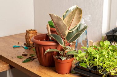 Ev bitkisini nakletme işlemi. Toprak ve kesilmiş yapraklar masaya saçıldı. Ön planda küçük bir saksıda ficus.