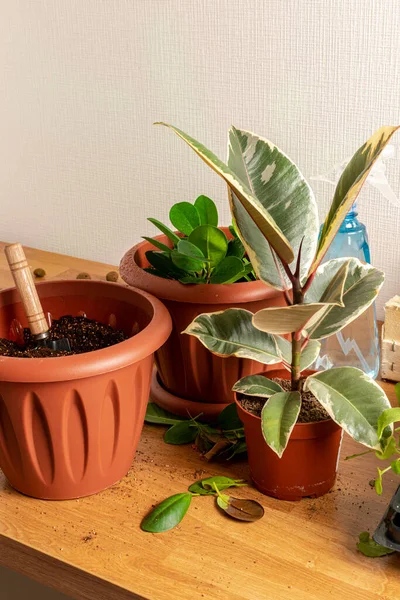 Zimmerpflanzen Verpflanzen Gartenarbeit Hause Pflanzenpflege Drei Braune Töpfe Mit Ficus — Stockfoto