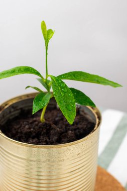 Teneke kutuda küçük bir limon ağacı yetişiyor. Hafif kompozisyon. Kutlamayı yeniden kullan
