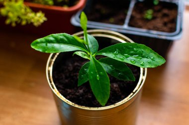 Ahşap bir masanın üzerindeki teneke bir kutuda limon ağacı filizlenmiş. Seçici odak.