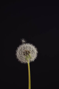 Siyah arka planda karahindiba. Karahindiba sol tarafta bir çerçevede, metin için bir yer var..