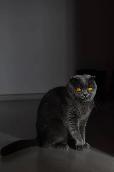 Gato Escocês Senta Entrada Esperando Proprietário Olha Para Distância Raio — Fotografia de Stock