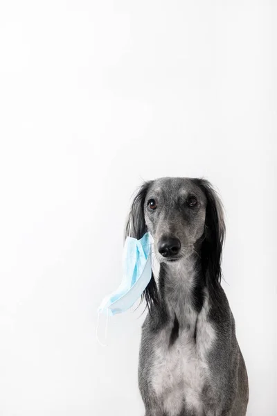 Gri Tazı Köpeği Beyaz Arka Planda Bir Ilaç Maskesi Çıkardı — Stok fotoğraf