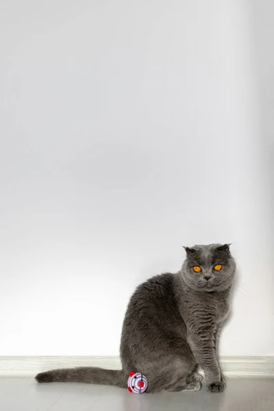 Skotská Skládací Kočka Sedí Vedle Své Oblíbené Myšky Smutně Dívá — Stock fotografie