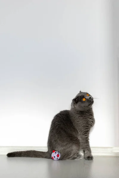 Skotská Skládací Kočka Sedí Vedle Své Oblíbené Myšky Zájmem Vzhlédne — Stock fotografie