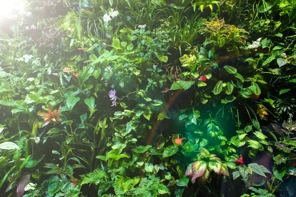 Gyönyörű Természet Háttere Egy Függőleges Kert Trópusi Zöld Levél Zöld — Stock Fotó
