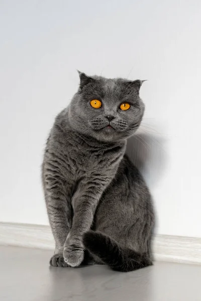 Scottish Fold Cat Sitting Home Floor White Wall Cat Beautiful — Stock Photo, Image