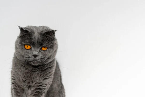 Gato Pliegue Escocés Sienta Sobre Fondo Una Pared Blanca Hermoso —  Fotos de Stock