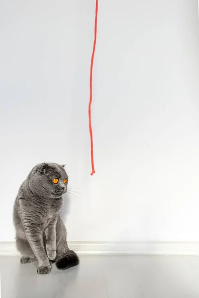 A Scottish fold cat stares stupidly at her beloved red rope. Beautiful gray cat with bright orange eyes and a serious face on a white background.
