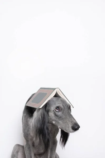 Lévrier Gris Avec Livre Sur Tête Concept Chien Sans Abri — Photo