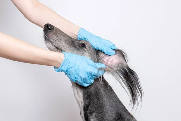 Mãos Femininas Luvas Médicas Azuis Suavemente Mantêm Cão Galgo Cinza — Fotografia de Stock