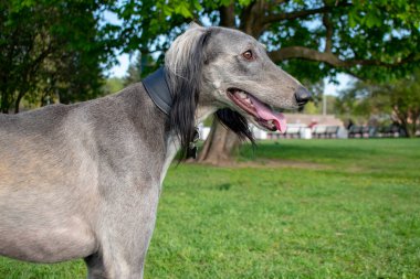 Orta Asya tazısı, uzun bir yürüyüşten sonra dilini çıkardı ve uzaklığa baktı. Arka planda başka bir köpek yürüyor. Güneşli yaz günü