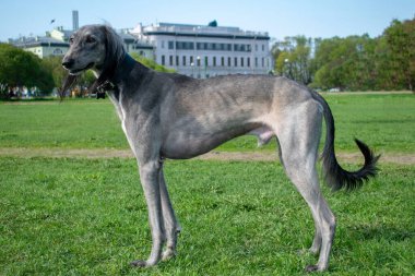 Orta Asya Greyhound 'u güneşli bir günde yeşil çimlerin üzerinde duruyor. Uzun bir yolculuktan sonra dinlenin. Uzağa bakıyor..