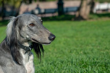 Türkmen Tazısı yeşil çimlerin üzerinde uzanıyor ve uzaklığa bakıyor. Yakın plan. Sıcak yaz havasında yürü. Metin için yer