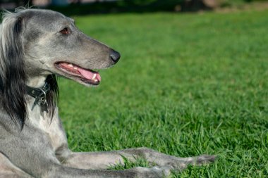 Uzun bir koşudan sonra çimlerin üzerinde dinlenen tazı. Yakın plan. Yaz güneşli bir gün. Metin için yer