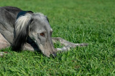 Türkmen köpeği yeşil çimlerin üzerinde yatıyor. Sıcak yaz havasında yürü. Metin için yer.