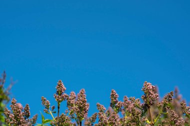Çerçevenin altındaki leylak çalısı mavi gökyüzüne karşı. Metin için yer
