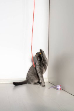 İskoç kedisi sevgili kırmızı ipiyle oynar. Yakınlarda yalnız bir oyuncak fare yatıyor. Parlak turuncu gözlü, beyaz arka planda ciddi bir yüzü olan güzel gri bir kedi..